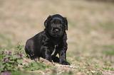 BRIARD 211